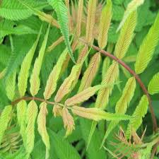 Attēlu rezultāti vaicājumam “Sorbaria sorbifolia fruit”