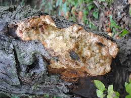 Attēlu rezultāti vaicājumam “Sarcodontia crocea”