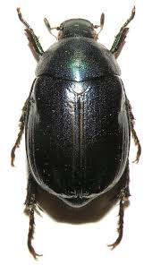 Attēlu rezultāti vaicājumam “Anomala dubia”