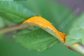 Attēlu rezultāti vaicājumam “Triphragmium ulmariae”