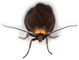 Attēlu rezultāti vaicājumam “Atolmis rubricollis”