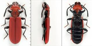 Attēlu rezultāti vaicājumam “Cucujus cinnaberinus”