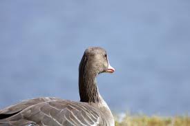 Attēlu rezultāti vaicājumam “Anser albifrons adult”