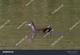 Attēlu rezultāti vaicājumam “Gallinula chloropus juvenile”