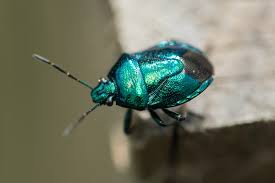 Attēlu rezultāti vaicājumam “Zicrona caerulea”