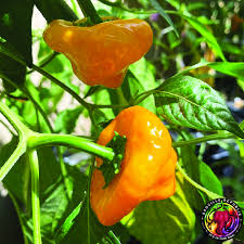 Afbeeldingsresultaat voor yellow mushroom hot pepper