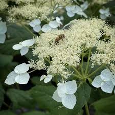Attēlu rezultāti vaicājumam “Hydrangea arborescens”