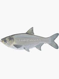 Image result for Hypophthalmichthys molitrix