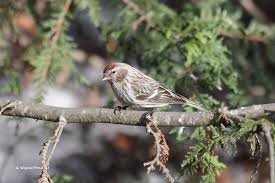 Attēlu rezultāti vaicājumam “Carduelis flammea female”