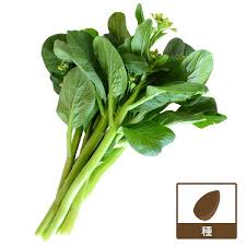 「シェイ・シェイ」の画像検索結果