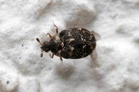 Attēlu rezultāti vaicājumam “Anthrenus museorum”