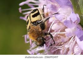 Attēlu rezultāti vaicājumam “Trichius fasciatus”