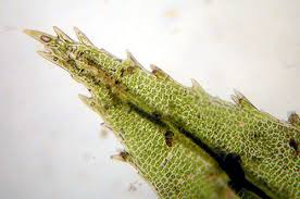 Attēlu rezultāti vaicājumam “Atrichum undulatum sporophyte”