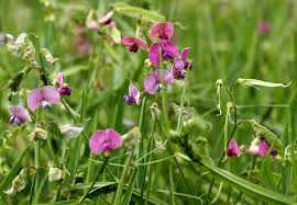 Attēlu rezultāti vaicājumam “Lathyrus latifolius leaf”