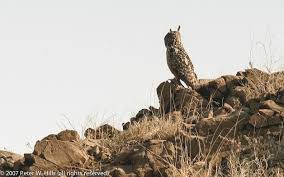 Attēlu rezultāti vaicājumam “Bubo bubo adult”