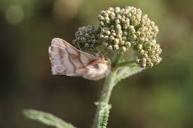 Attēlu rezultāti vaicājumam “Malacosoma castrensis male”
