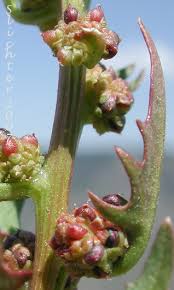 Image result for chenopodium foliosum