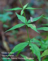 Attēlu rezultāti vaicājumam “Silene tatarica leaf”