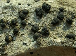 Attēlu rezultāti vaicājumam “Porpidia macrocarpa”