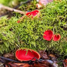 Attēlu rezultāti vaicājumam “Sarcoscypha austriaca”