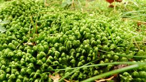 Attēlu rezultāti vaicājumam “Bazzania trilobata”