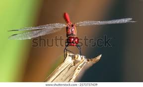 Attēlu rezultāti vaicājumam “Sympetrum sanguineum male”