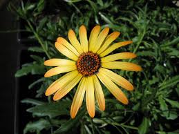 Image result for Dimorphotheca sinuata