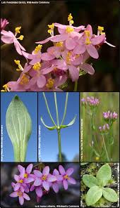 Image result for Centaurium erythraea
