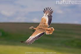 Image result for Otis tarda