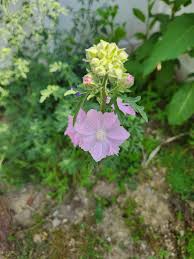 Attēlu rezultāti vaicājumam “Malva moschata bud”