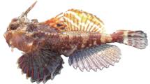 Image result for Myoxocephalus scorpioides