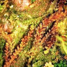 Attēlu rezultāti vaicājumam “Anastrophyllum hellerianum”