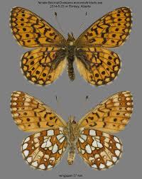 Attēlu rezultāti vaicājumam “Boloria eunomia”