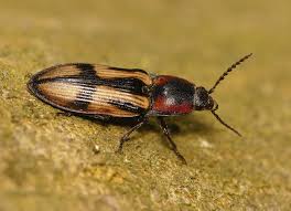 Attēlu rezultāti vaicājumam “Selatosomus cruciatus”