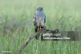 Attēlu rezultāti vaicājumam “Circus pygargus adult”