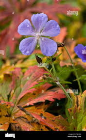 Attēlu rezultāti vaicājumam “Geranium pratense leaf”