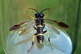 Attēlu rezultāti vaicājumam “Tenthredinidae”