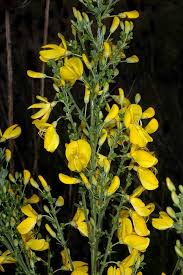 Image result for Cytisus scoparius