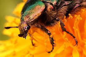 Attēlu rezultāti vaicājumam “Potosia cuprea”