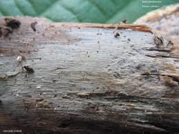 Attēlu rezultāti vaicājumam “Basidiodendron”