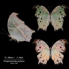 Attēlu rezultāti vaicājumam “Gracillaria syringella imago”