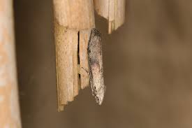 Attēlu rezultāti vaicājumam “Aphomia sociella male”