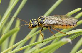 Attēlu rezultāti vaicājumam “Acantholyda posticalis”