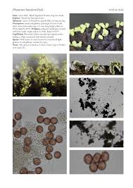 Attēlu rezultāti vaicājumam “Physarum nitens”