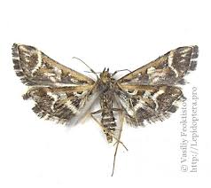 Attēlu rezultāti vaicājumam “Diasemia reticularis”