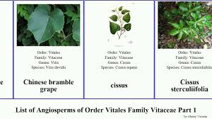 Attēlu rezultāti vaicājumam “Vitaceae”