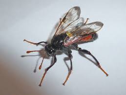 Attēlu rezultāti vaicājumam “Cimbex femoratus imago”