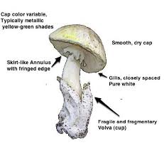 Attēlu rezultāti vaicājumam “Amanita phalloides”