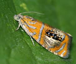 Attēlu rezultāti vaicājumam “Olethreutes arcuella”