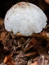 Attēlu rezultāti vaicājumam “Gloiodon strigosus”